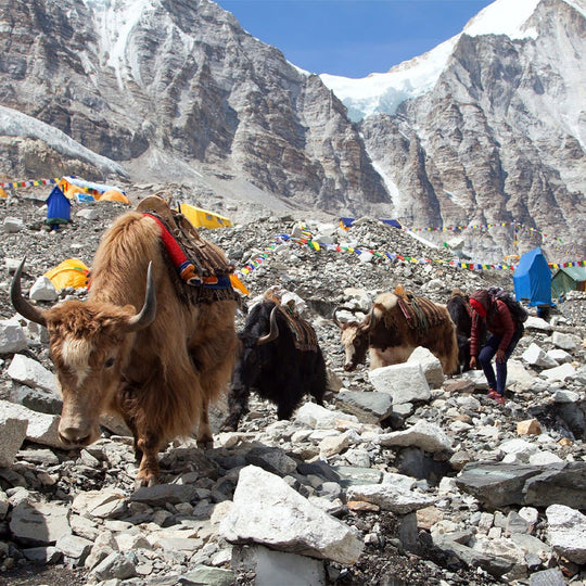 RESILIENCE FOR LIFE EVEREST BASE CAMP